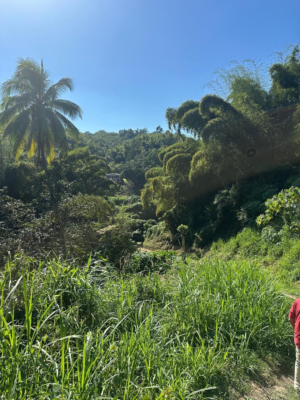 Rural-Retreat-for-Sale-in-St.-Andrew-Jamaica-3.5-Acre-Lot Twelfth image of Lot 178- Part of Golden Spring in GOLDEN SPRING, St. Andrew, Jamaica - property is For Sale