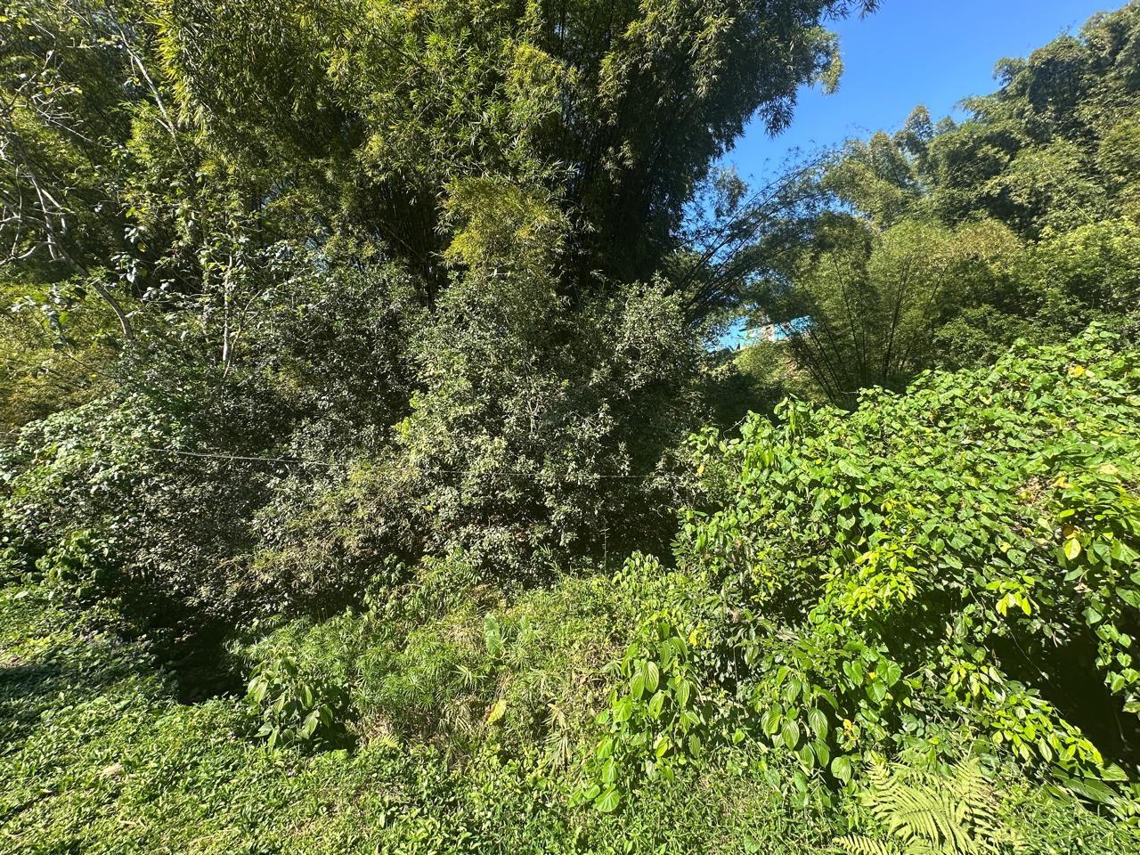 Rural-Retreat-for-Sale-in-St.-Andrew-Jamaica-3.5-Acre-Lot Eighth image of Lot 178- Part of Golden Spring in GOLDEN SPRING, St. Andrew, Jamaica - property is For Sale