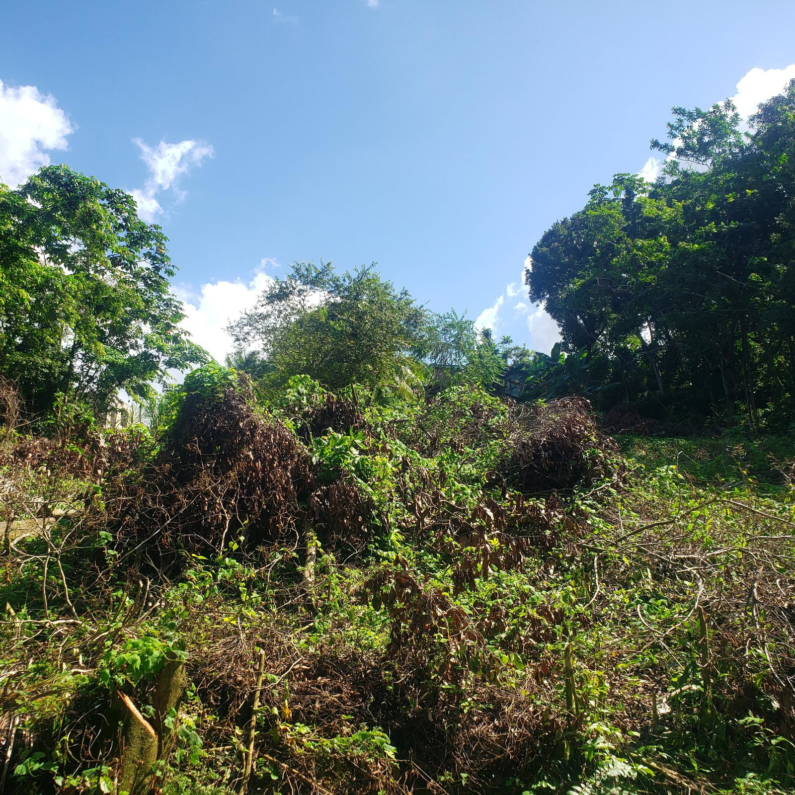 Sea-View-Residential-Lot-for-Sale-in-Farmers-Heights-Jamaica Third image of 268 Seville, Farmer's Heights in St. Ann's Bay, St. Ann, Jamaica - property is For Sale