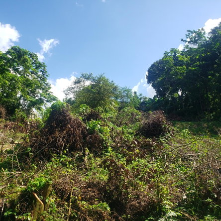 Third image of 268 Seville, Farmer's Heights in St. Ann's Bay, St. Ann, Jamaica - property is For Sale