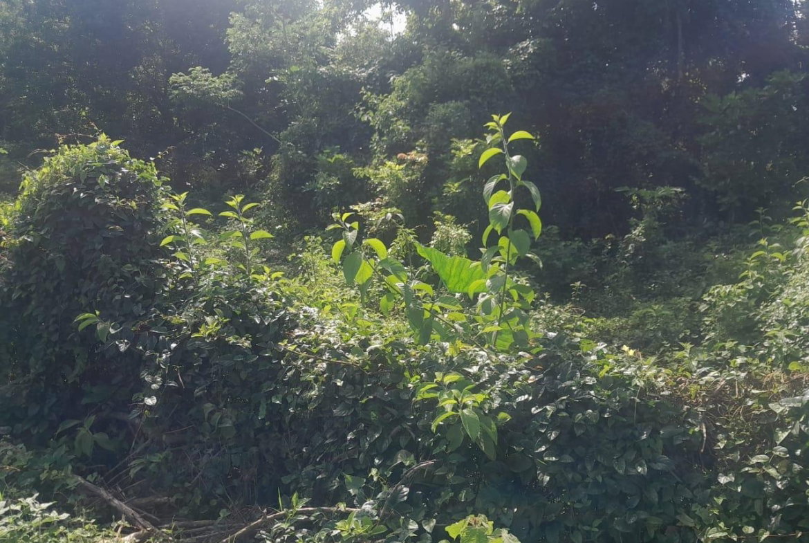 Twentieth image of Goshen in Goshen, St. Elizabeth, Jamaica - property is For Sale