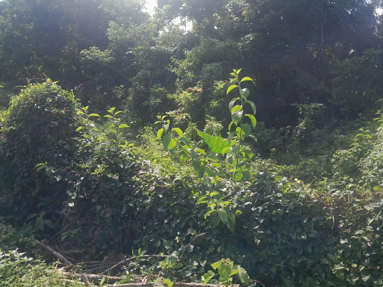 Twentieth image of Goshen in Goshen, St. Elizabeth, Jamaica - property is For Sale