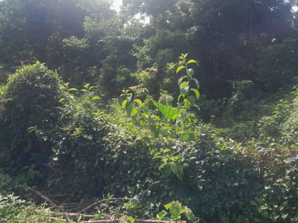 Twentieth image of Goshen in Goshen, St. Elizabeth, Jamaica - property is For Sale