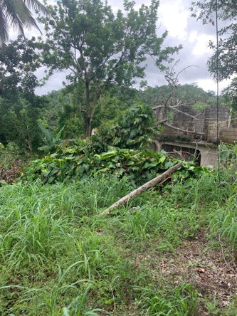 Eighteenth image of Lot 3- Huntley, Browns Town in Huntley, St. Ann, Jamaica - property is For Sale