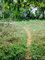 First image of Part Of- Seven Corners in Seven Corners, St. Elizabeth, Jamaica - property is For Sale