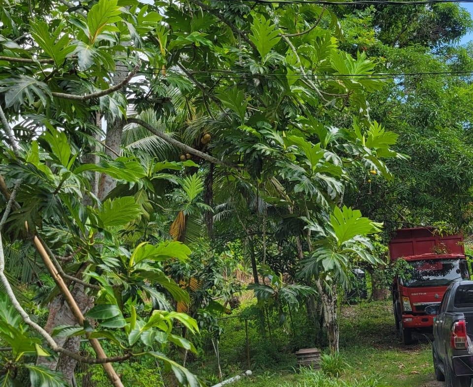 Sixth image of Lot-14 Brimmer Hall, Port Maria, in Brimmer Hall, St. Mary, Jamaica - property is For Sale