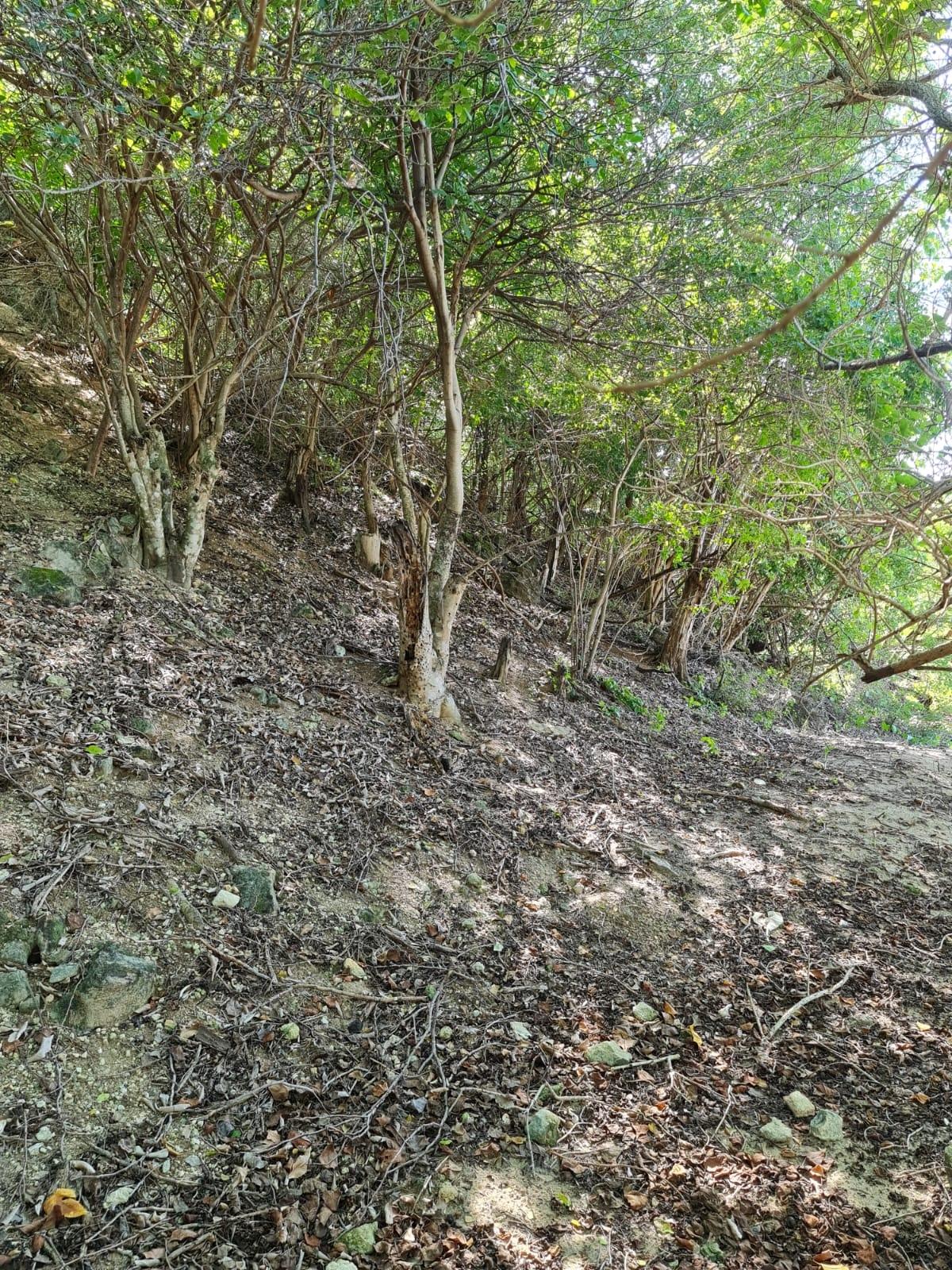 Stunning-2-Acre-Residential-Lot-for-Sale-in-Treasure-Beach-Jamaica Twentieth image of Lot 3d Fort Charles, Treasure be in Treasure Beach, St. Elizabeth, Jamaica - property is For Sale