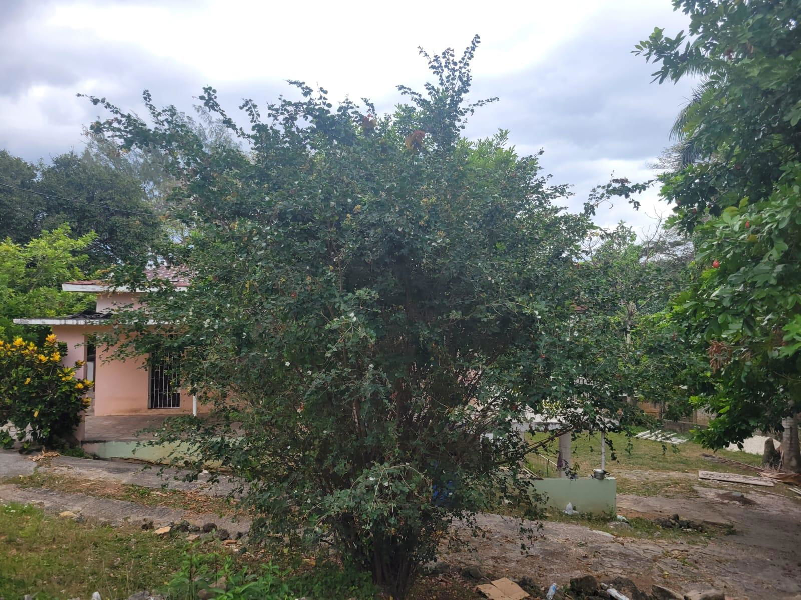 Third image of 21 Hart Boulevard, Paradise in Paradise Acres, St. James, Jamaica - property is For Sale