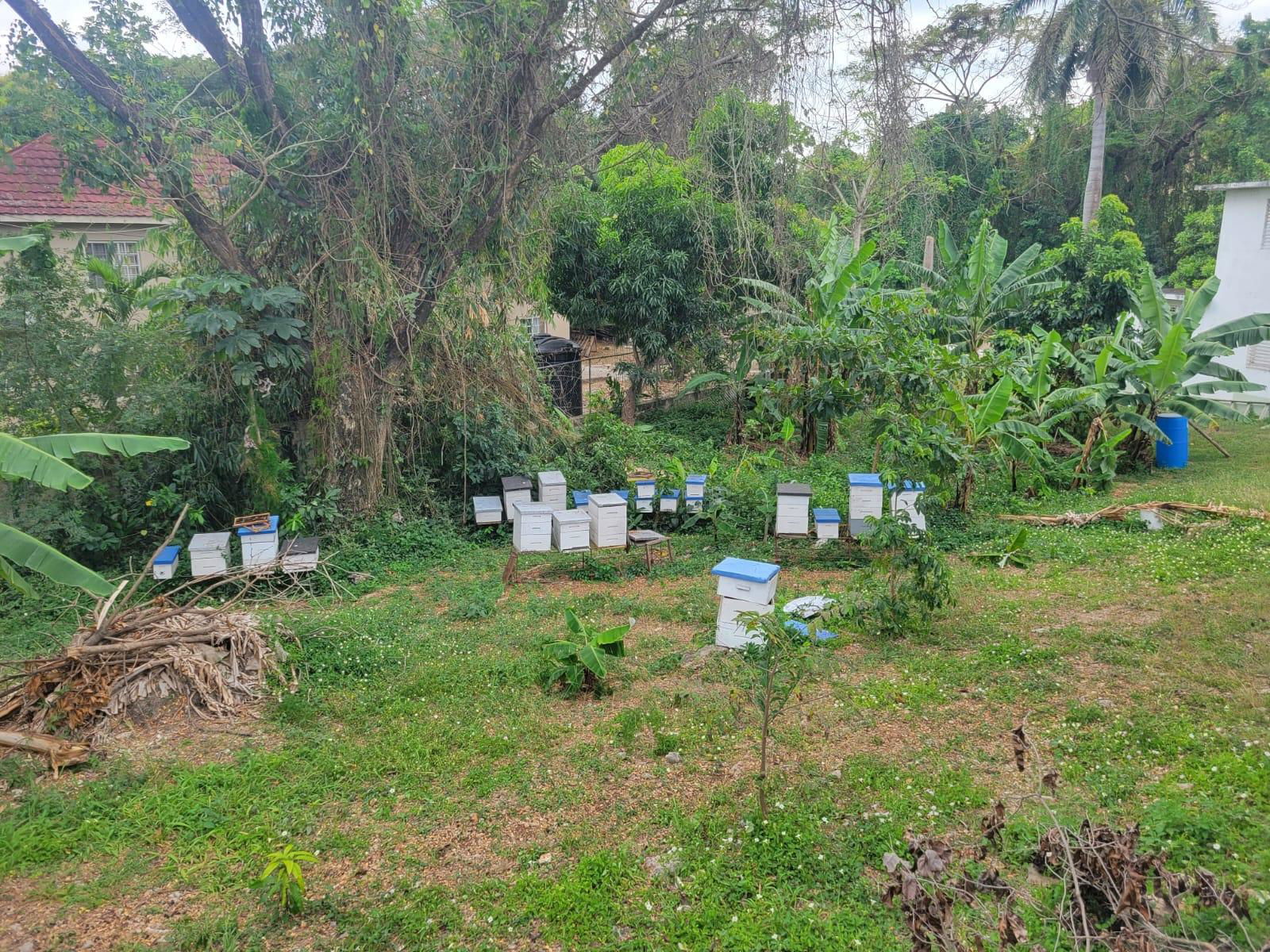 Eighth image of 21 Hart Boulevard, Paradise in Paradise Acres, St. James, Jamaica - property is For Sale