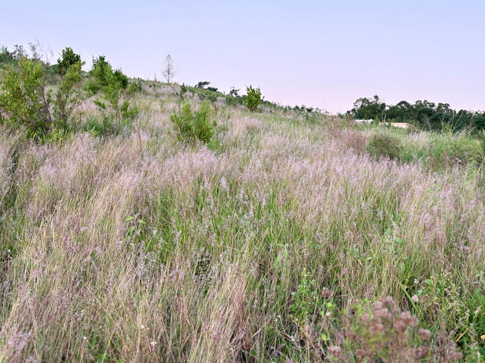 First image of 51 Malvern Heights in Malvern, St. Elizabeth, Jamaica - property is For Sale