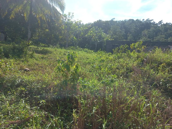Third image of Lillyfield in Bamboo, St. Ann, Jamaica - property is For Sale