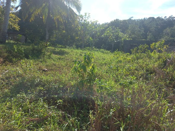 Fourth image of Lillyfield in Bamboo, St. Ann, Jamaica - property is For Sale