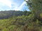 First image of Lillyfield in Bamboo, St. Ann, Jamaica - property is For Sale