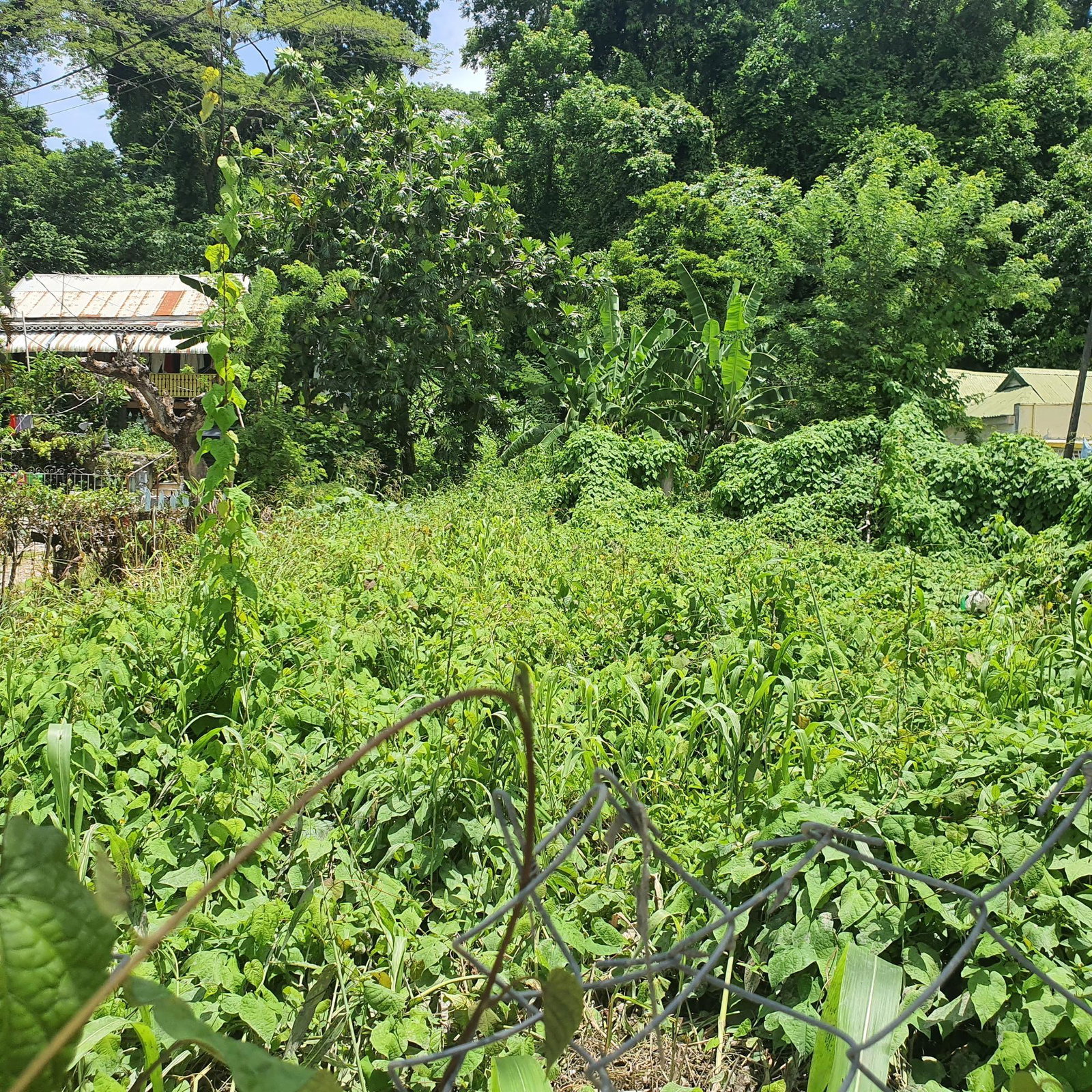 Versatile-Residential-Lot-for-Sale-in-Lucea-Hanover-Jamaica Sixth image of Cressers Lane Lucea Hanov in Lucea, Hanover, Jamaica - property is For Sale