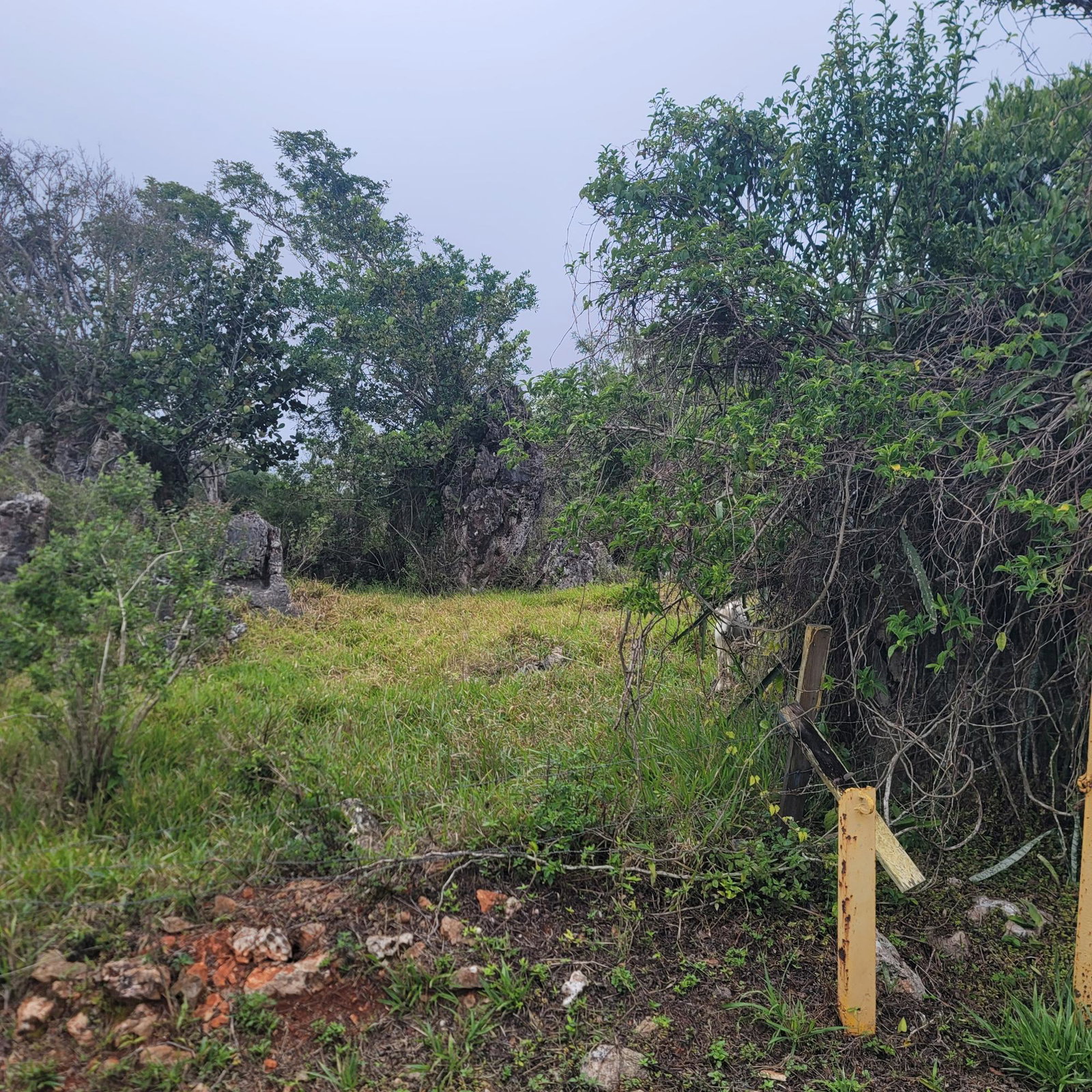 Third image of Lincoln, Manchester in Lincoln, Manchester, Jamaica - property is For Sale