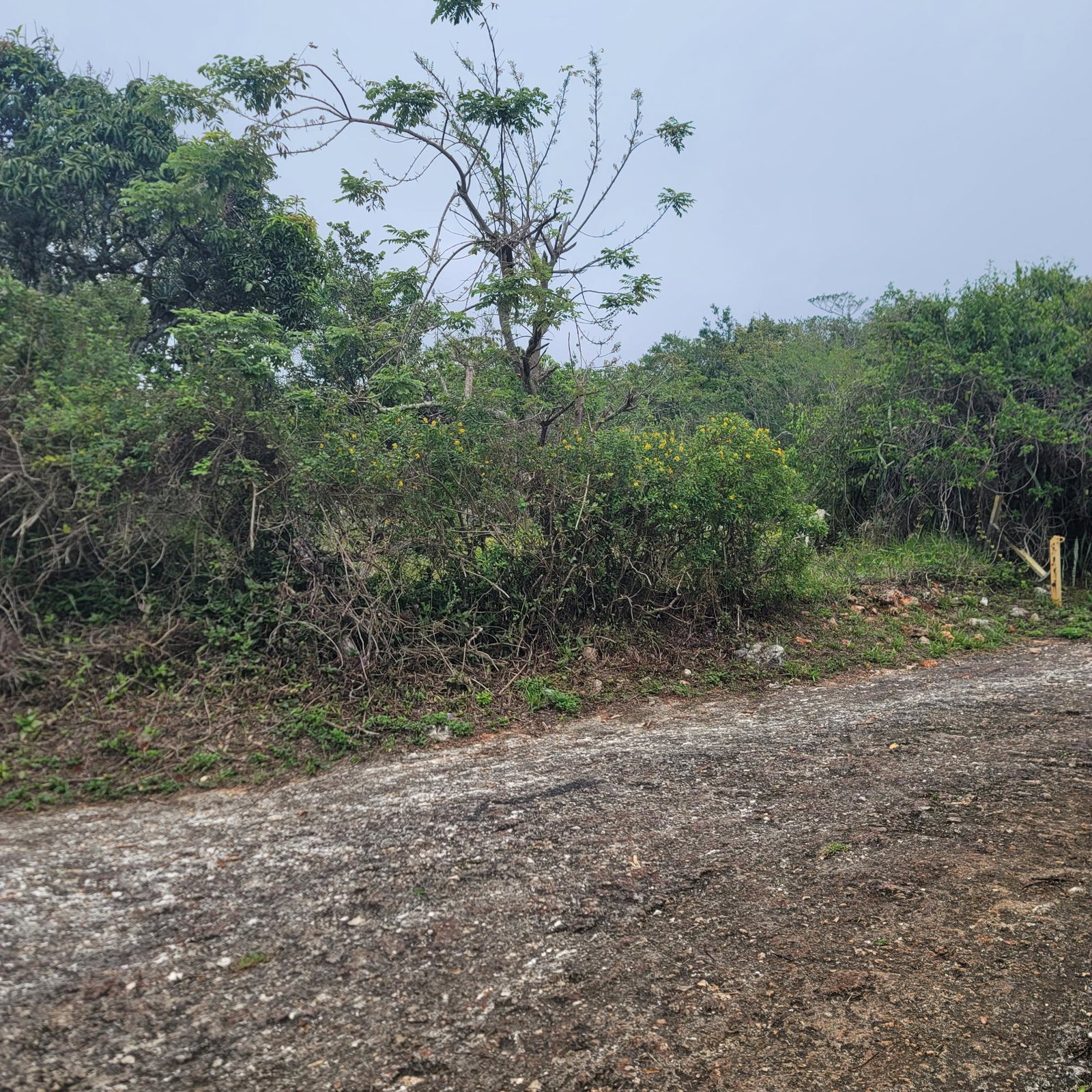 Fourth image of Lincoln, Manchester in Lincoln, Manchester, Jamaica - property is For Sale