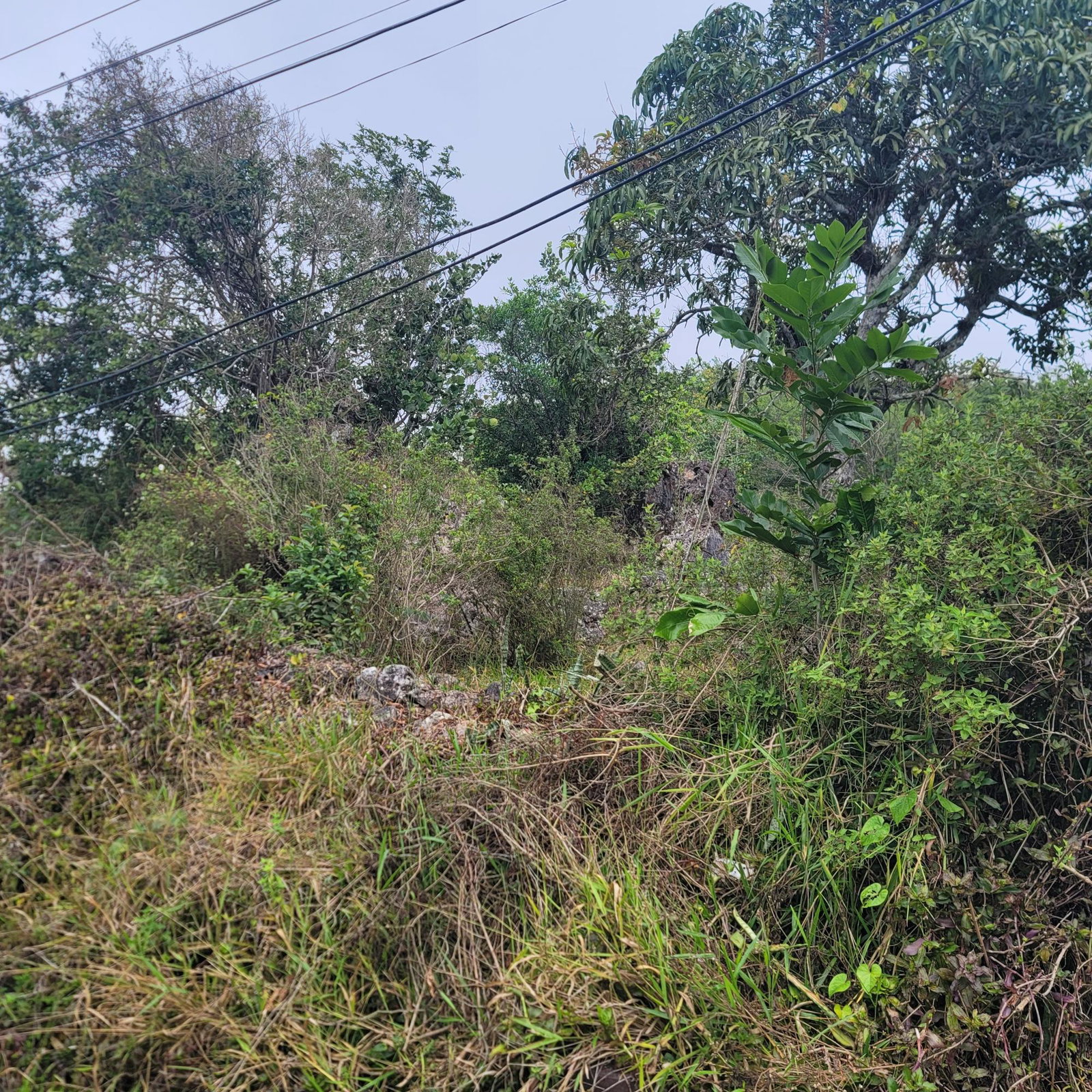 Fifth image of Lincoln, Manchester in Lincoln, Manchester, Jamaica - property is For Sale