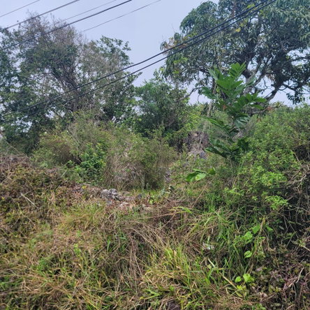 Fifth image of Lincoln, Manchester in Lincoln, Manchester, Jamaica - property is For Sale