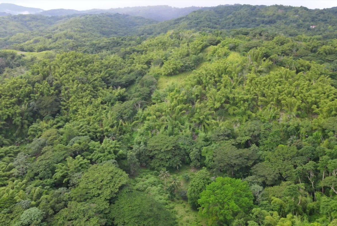 Third image of Land Part of Riley,lucea in Riley, Hanover, Jamaica - property is For Sale