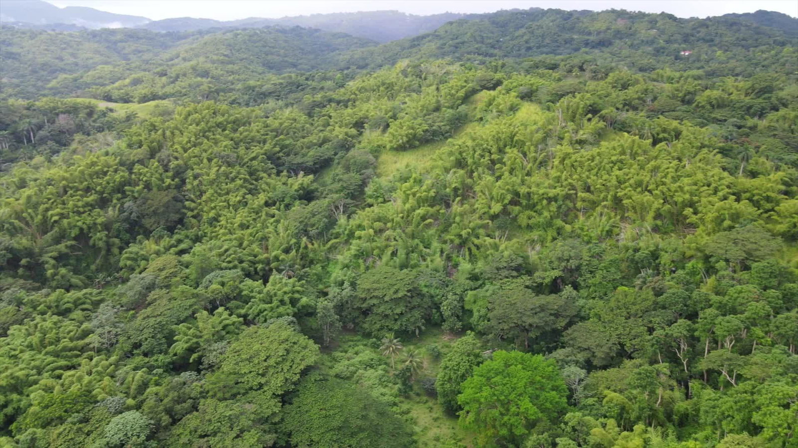 155-Acre-Prime-Development-Land-for-Sale-in-Hanover-Jamaica Third image of Land Part of Riley,lucea in Riley, Hanover, Jamaica - property is For Sale