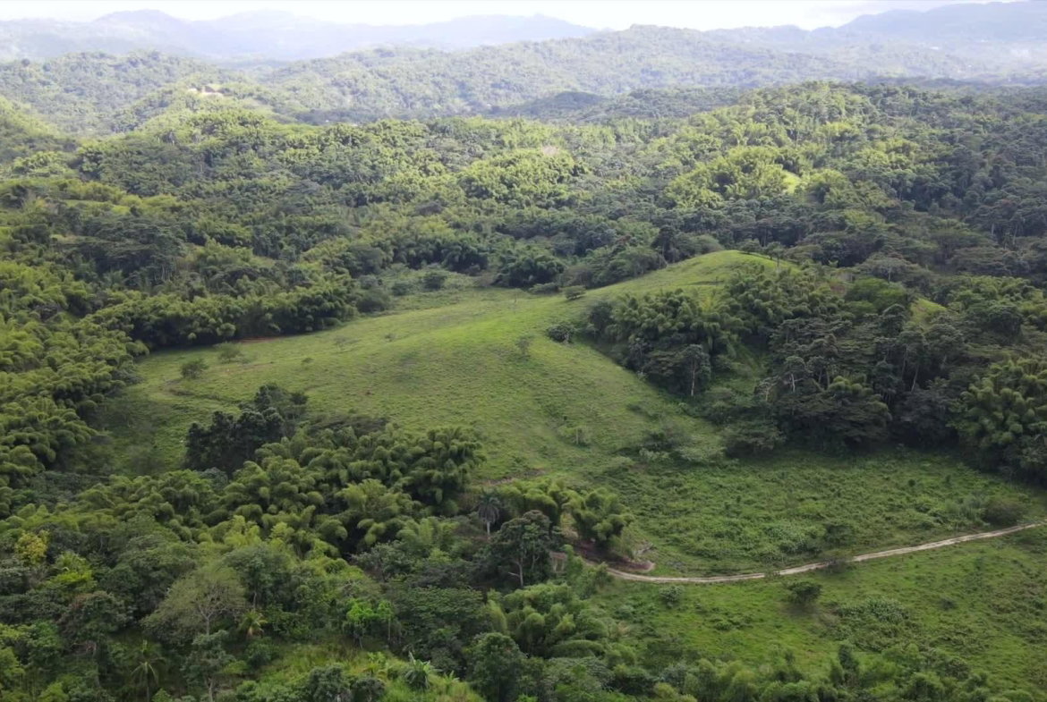 Fifth image of Land Part of Riley,lucea in Riley, Hanover, Jamaica - property is For Sale