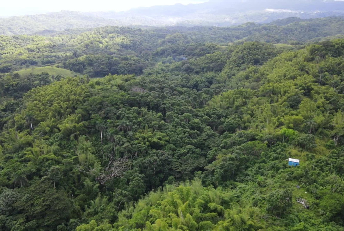 Sixth image of Land Part of Riley,lucea in Riley, Hanover, Jamaica - property is For Sale