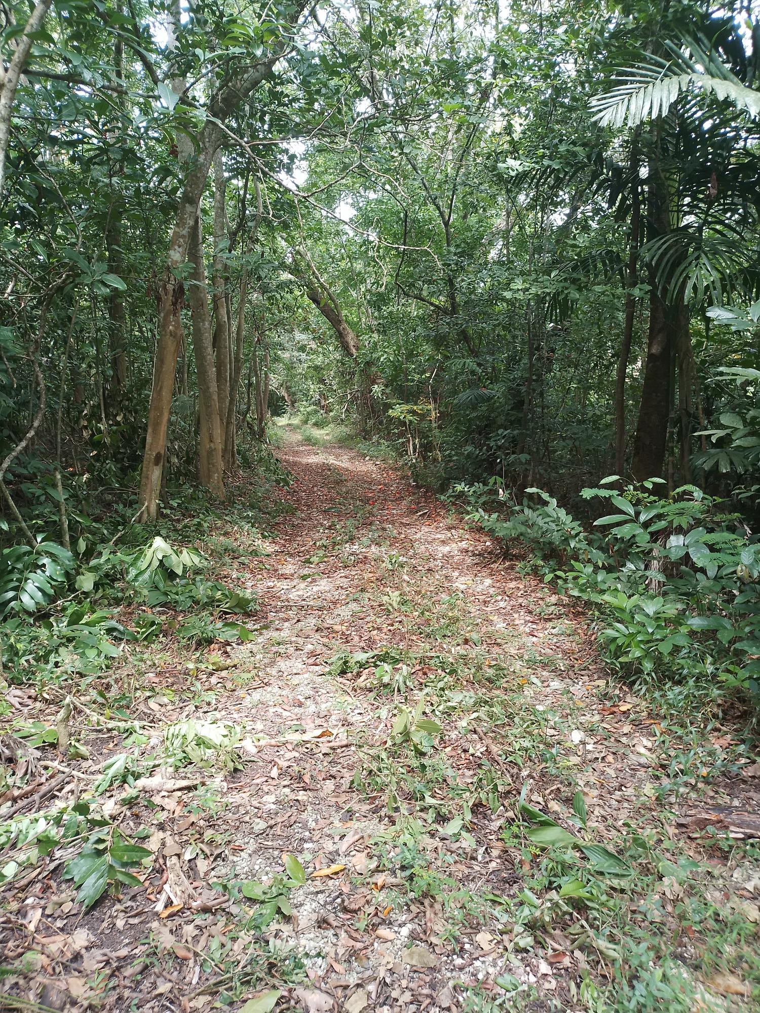 Third image of Lot 12- Fontabelle in Fontabelle, St. Mary, Jamaica - property is For Sale