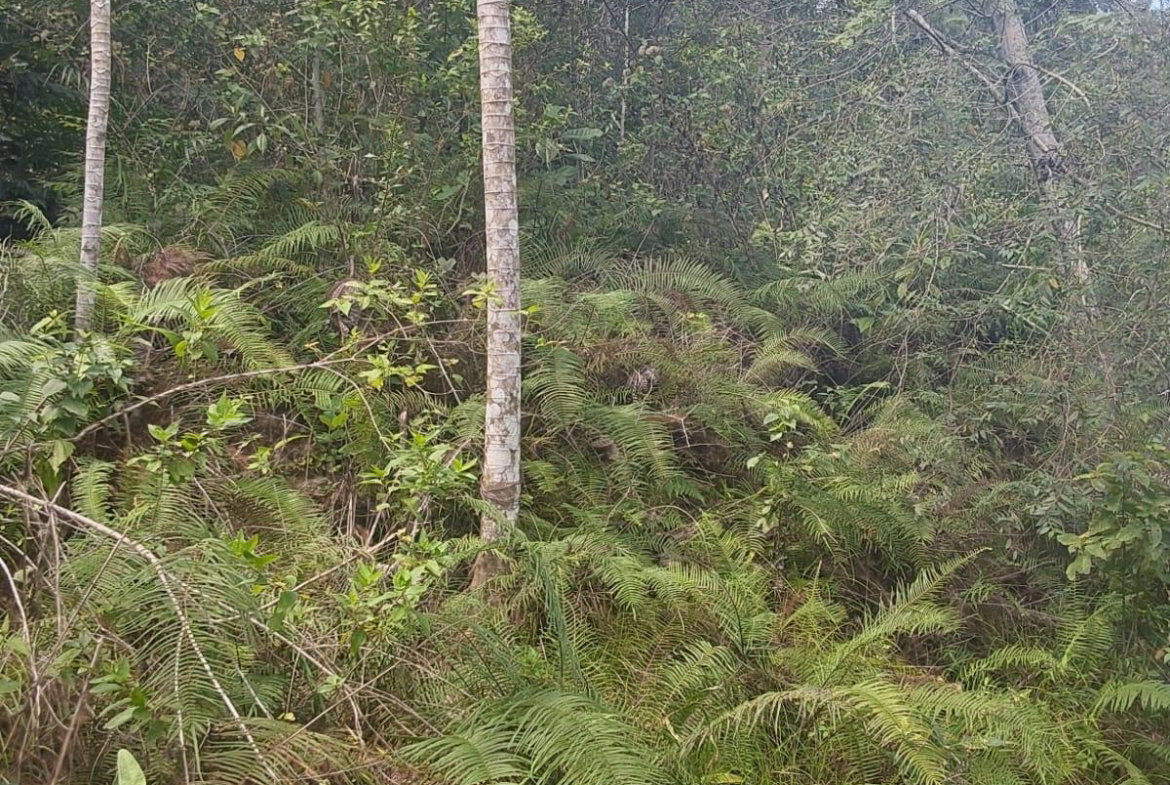 Sixth image of Spring Gardens, Claridge in Spring Garden, St. James, Jamaica - property is For Sale