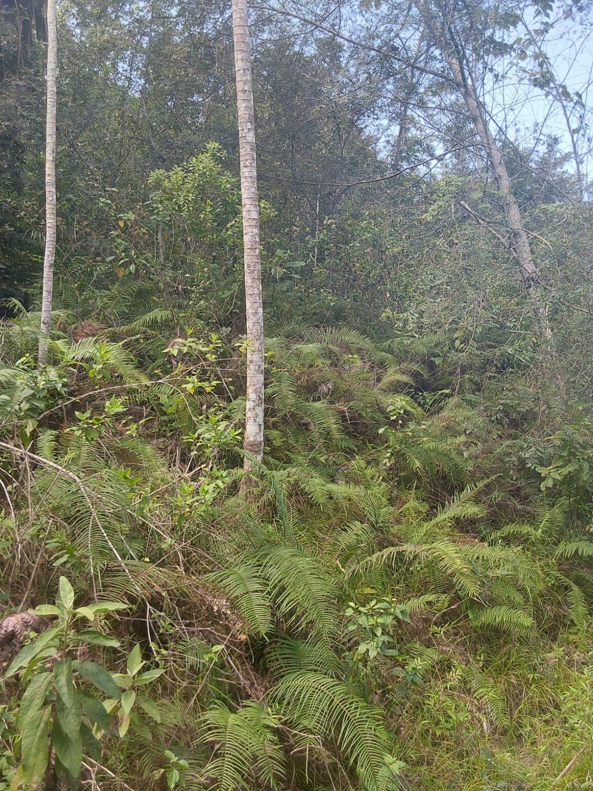 Sixth image of Spring Gardens, Claridge in Spring Garden, St. James, Jamaica - property is For Sale