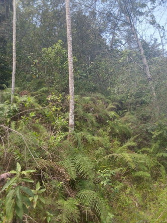 Sixth image of Spring Gardens, Claridge in Spring Garden, St. James, Jamaica - property is For Sale