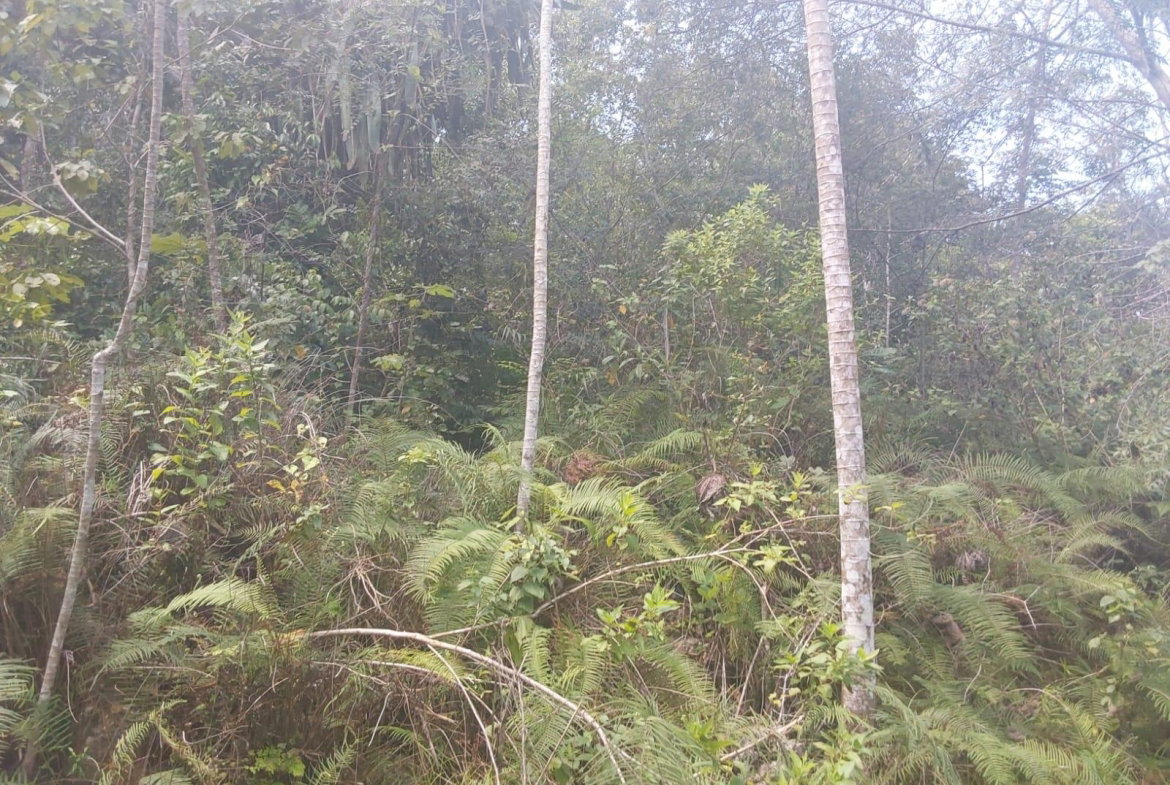 Seventh image of Spring Gardens, Claridge in Spring Garden, St. James, Jamaica - property is For Sale