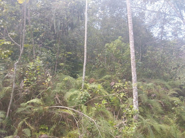 Seventh image of Spring Gardens, Claridge in Spring Garden, St. James, Jamaica - property is For Sale