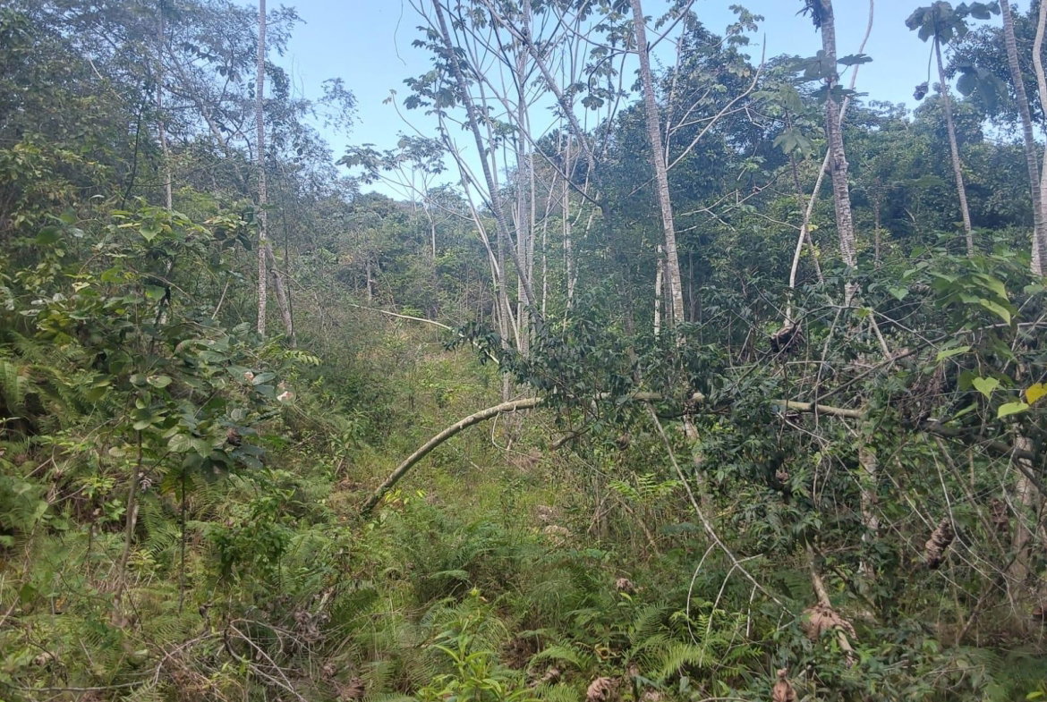 Eighth image of Spring Gardens, Claridge in Spring Garden, St. James, Jamaica - property is For Sale