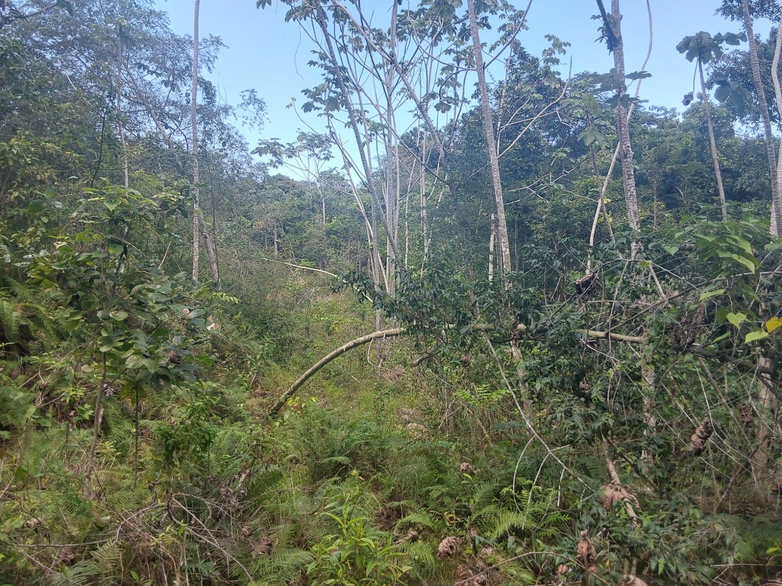 Eighth image of Spring Gardens, Claridge in Spring Garden, St. James, Jamaica - property is For Sale