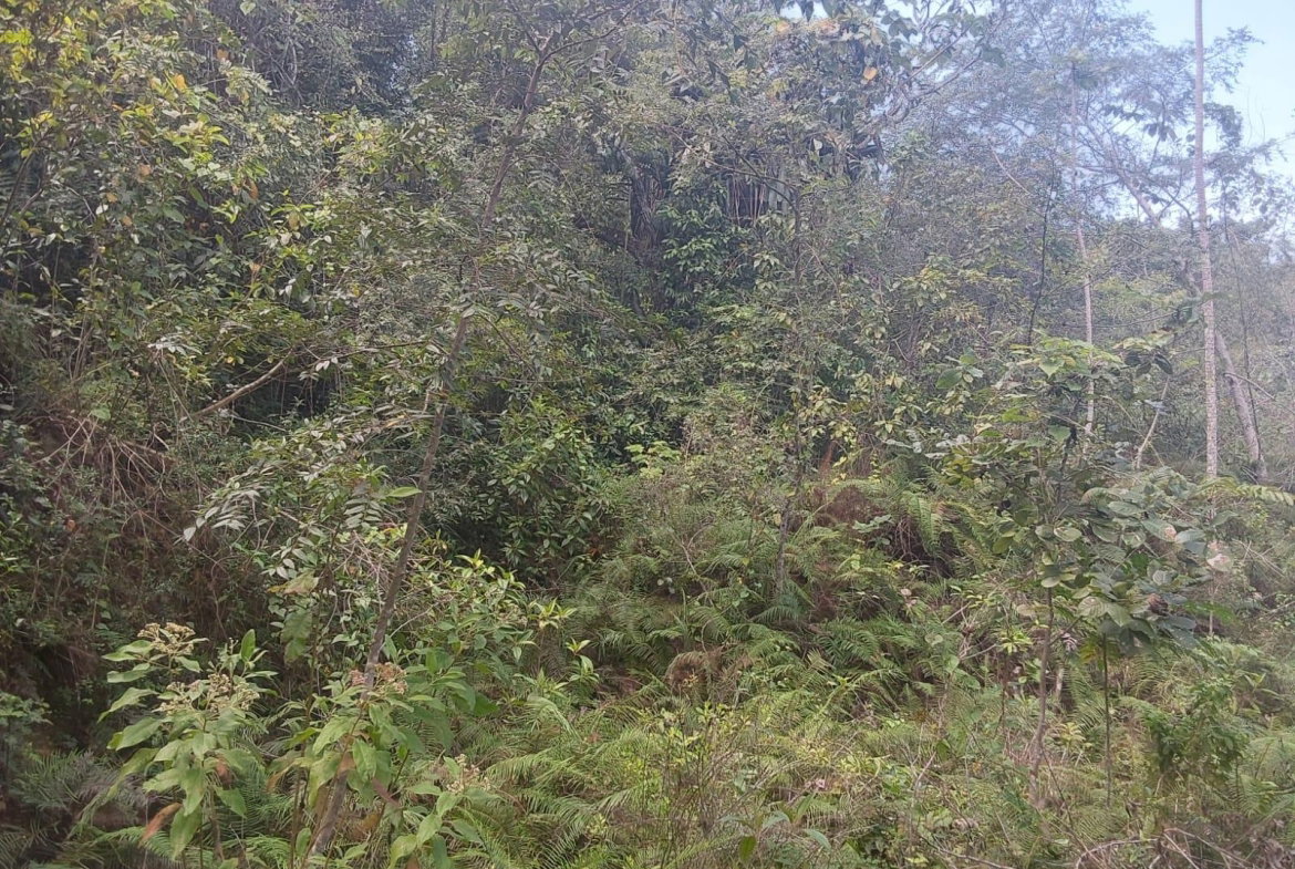 Ninth image of Spring Gardens, Claridge in Spring Garden, St. James, Jamaica - property is For Sale