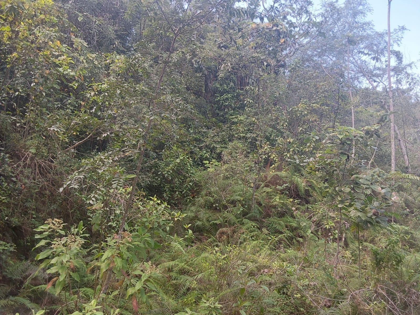 Ninth image of Spring Gardens, Claridge in Spring Garden, St. James, Jamaica - property is For Sale