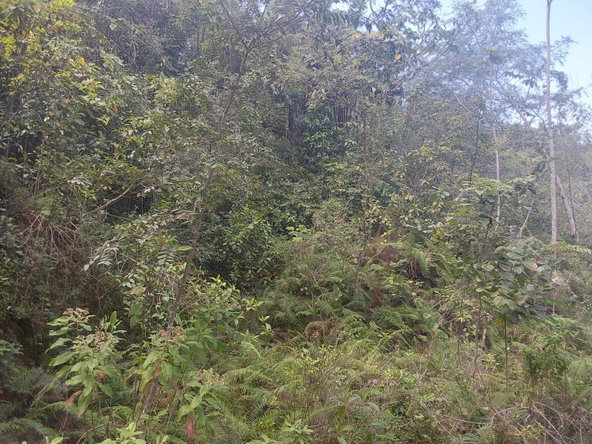 Ninth image of Spring Gardens, Claridge in Spring Garden, St. James, Jamaica - property is For Sale
