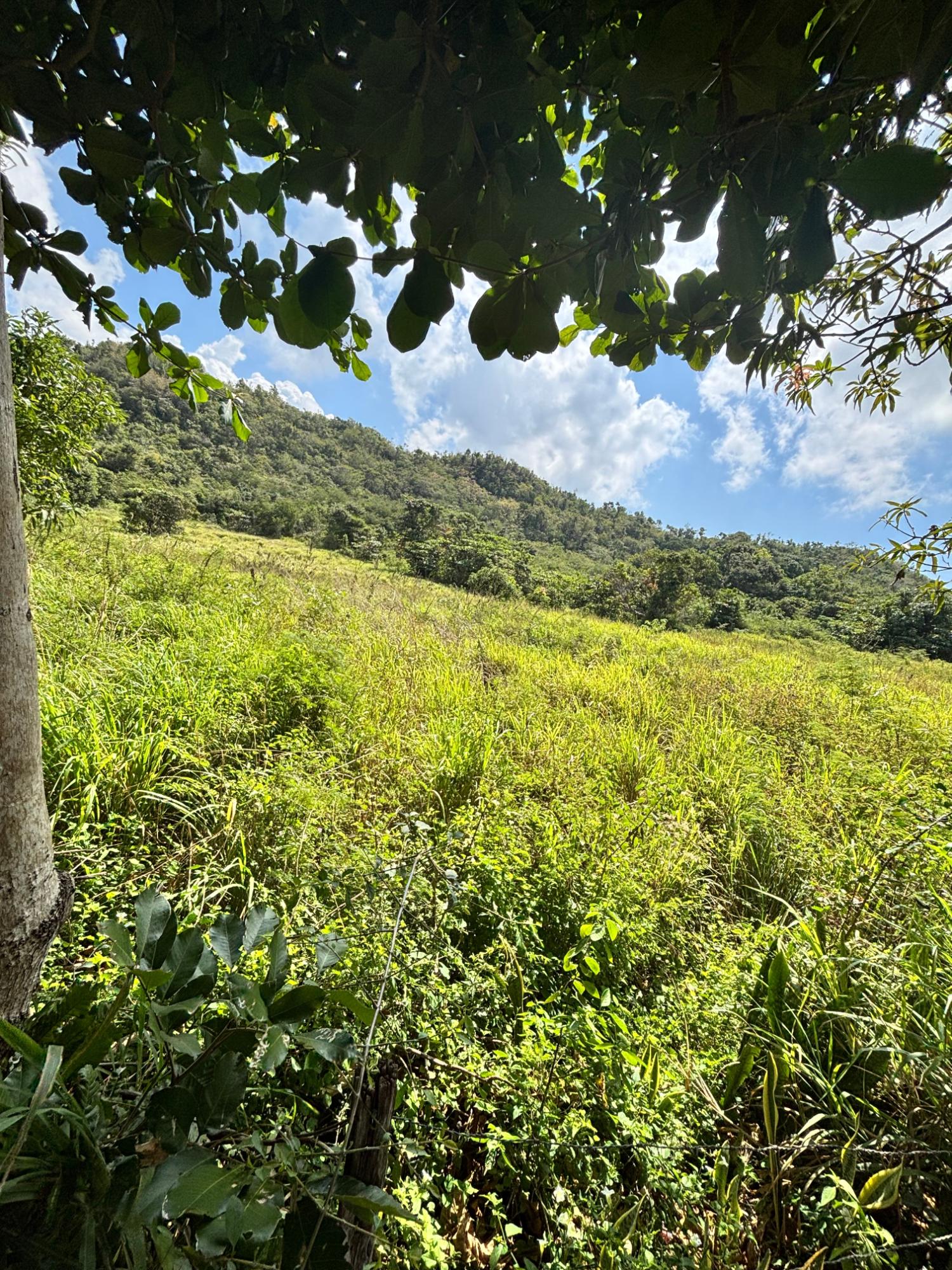 Third image of Bull Savannah in BULL SAVANNA, St. Elizabeth, Jamaica - property is For Sale