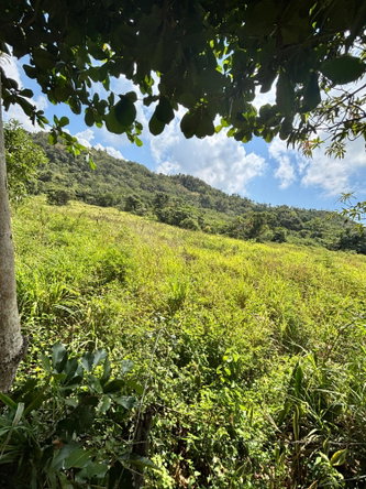 Third image of Bull Savannah in BULL SAVANNA, St. Elizabeth, Jamaica - property is For Sale