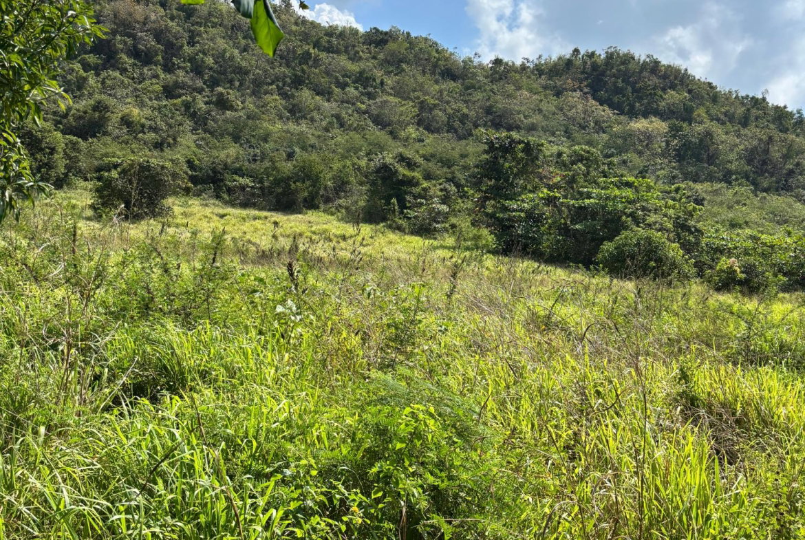 Fourth image of Bull Savannah in BULL SAVANNA, St. Elizabeth, Jamaica - property is For Sale