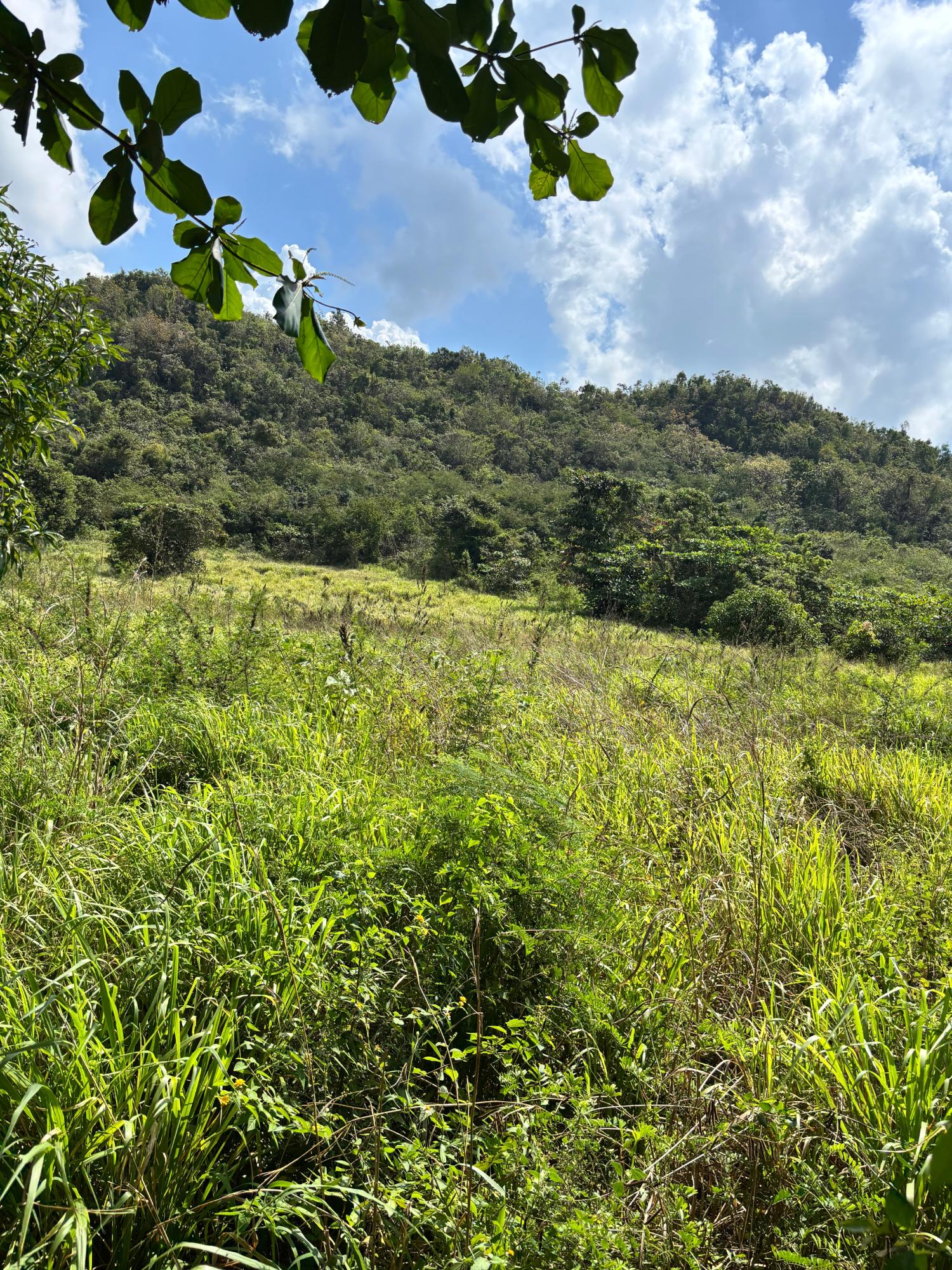 Fourth image of Bull Savannah in BULL SAVANNA, St. Elizabeth, Jamaica - property is For Sale
