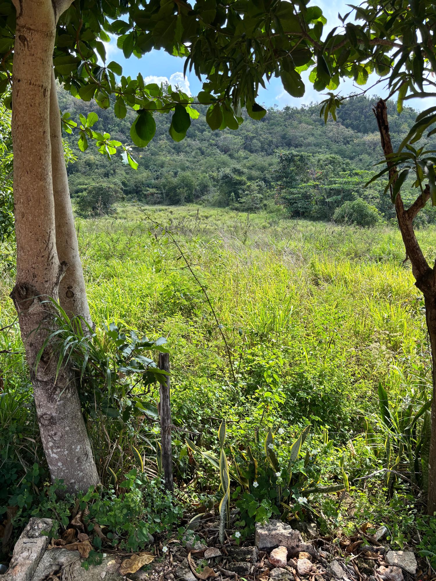 Fifth image of Bull Savannah in BULL SAVANNA, St. Elizabeth, Jamaica - property is For Sale