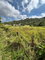 First image of Bull Savannah in BULL SAVANNA, St. Elizabeth, Jamaica - property is For Sale