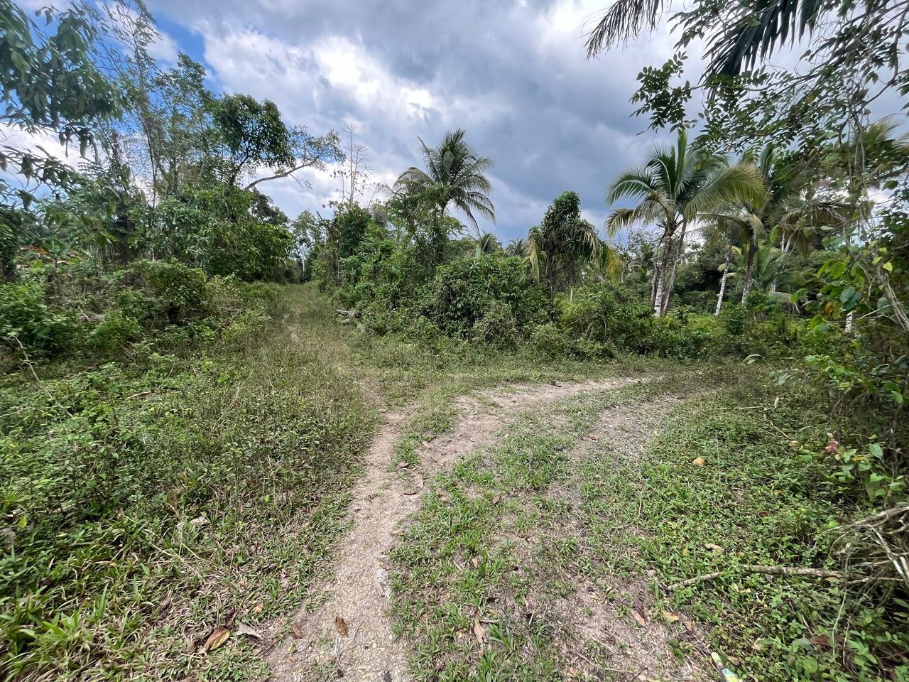 2.81-Acres-of-Prime-Farmland-for-Sale-in-Hanover-Jamaica Second image of 113 Belvidere Pen in Chester Castle, Hanover, Jamaica - property is For Sale
