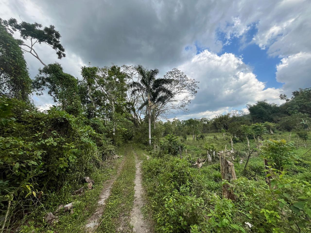 2.81-Acres-of-Prime-Farmland-for-Sale-in-Hanover-Jamaica Third image of 113 Belvidere Pen in Chester Castle, Hanover, Jamaica - property is For Sale
