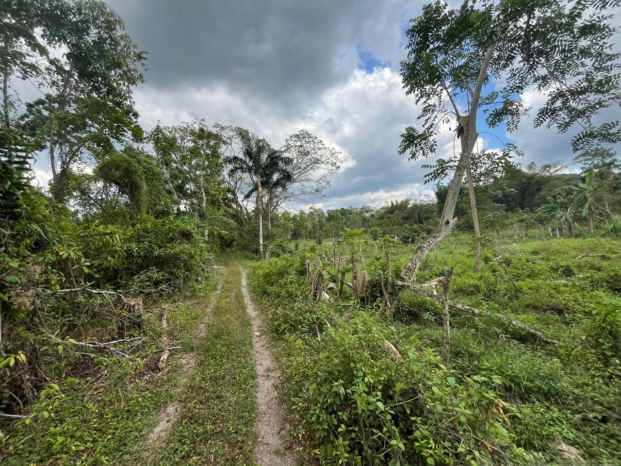 2.81-Acres-of-Prime-Farmland-for-Sale-in-Hanover-Jamaica Fourth image of 113 Belvidere Pen in Chester Castle, Hanover, Jamaica - property is For Sale