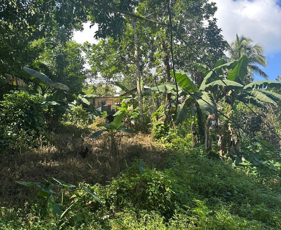 Eighth image of Lot 1 Gayle District St. Mary in Gayle, St. Mary, Jamaica - property is For Sale