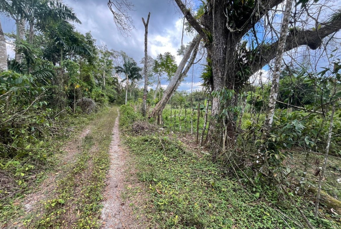 Fifth image of 112 Belvidere Pen in Chester Castle, Hanover, Jamaica - property is For Sale