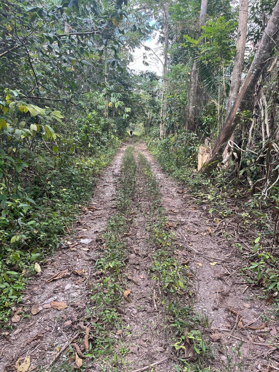 Seventh image of 112 Belvidere Pen in Chester Castle, Hanover, Jamaica - property is For Sale
