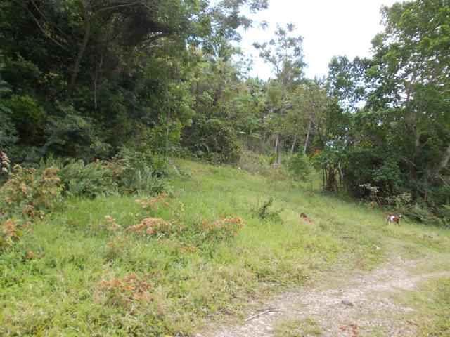 Sixth image of Potosi in Port Morant, St. Thomas, Jamaica - property is For Sale